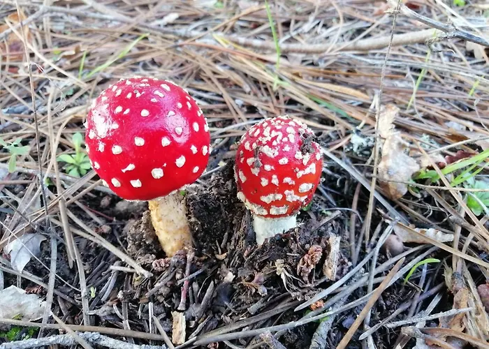 Residencial Mira-sol